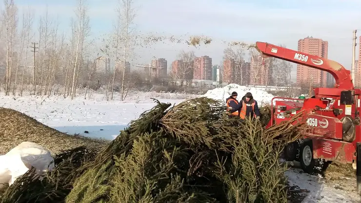 Жители Красноярска сдали в переработку более тысячи новогодних ёлок