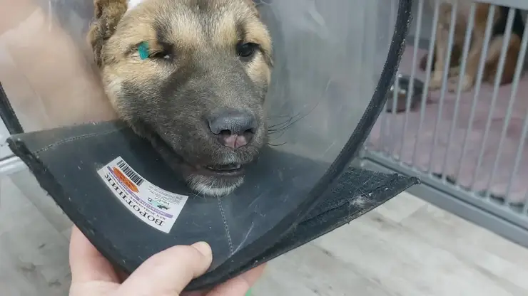 В Красноярске найденная в мусорном баке собака идет на поправку