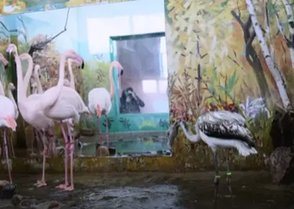 В красноярском зоопарке фламинго Гриша из Якутии присоединился к стае