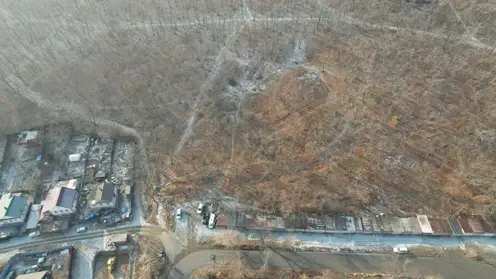 Лесной массив в районе улицы Тихвинской во Владивостоке превратят в парк