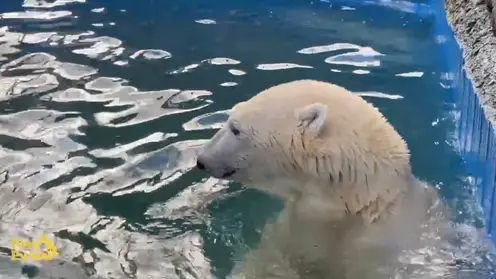 В красноярском зоопарке показали кадры выходного дня белого медведя