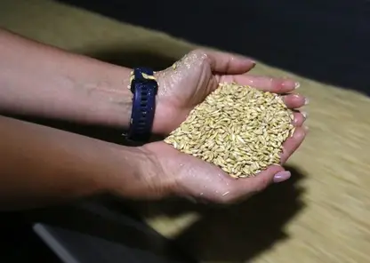На экспорт из Красноярского края за год отправлено более 194 тысяч тонн зерна и семян рапса