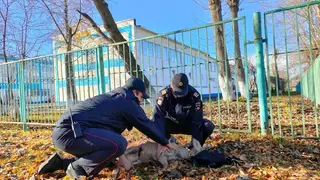 Ачинские полицейские доставили раненую косулю в ветеринарную клинику
