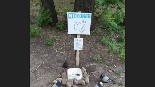 Столовая для голубей открылась в Барнауле