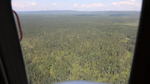 В Красноярском крае на восстановление, охрану и защиту лесов направят более 6 млрд рублей