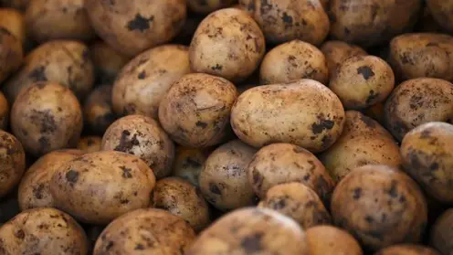 Красноярский край занимает 7 место в России по площади картофельных полей