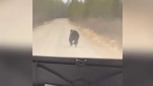 В Бурятии медвежонок выбежал на дорогу