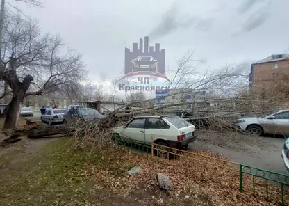 Вырванное ветром дерево повредило 4 автомобиля на правобережье Красноярска