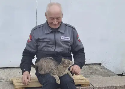 В Красноярске украденного церковного кота вернули в храм