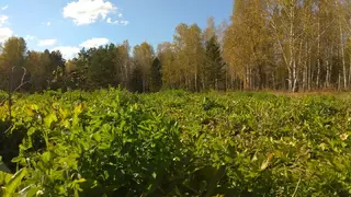 Минэкологии выступило за сохранение статуса особо охраняемой природной территории для дендрария красноярского Академгородка