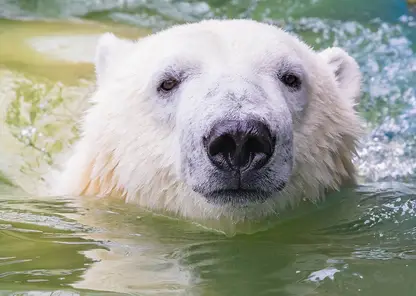 Красноярскому белому медведю Ермаку исполнилось два года