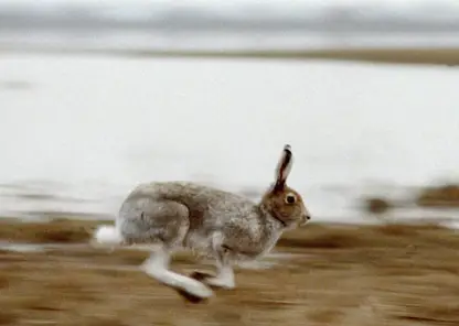 В Курагинском районе браконьер получил условный срок за добычу соболей и зайцев