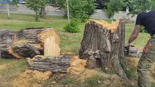 Более 80 деревьев планируют снести в Ачинске и Красноярске