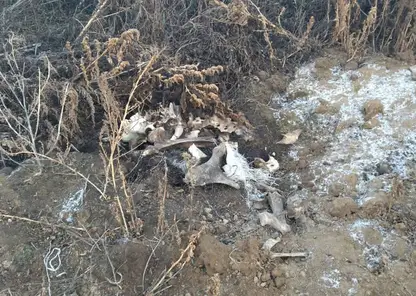 Полиция проводит проверку по факту незаконной свалки останков крупного рогатого скота в Идринском районе