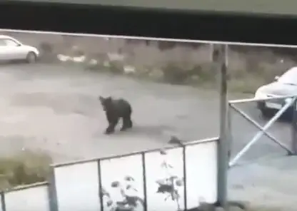 На лыжной базе в Кемерово заметили медведя 