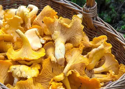 Красноярский край впервые экспортировал сушенные грибы в ОАЭ