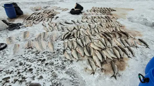 Жителю Норильска грозит до 5 лет колонии за вылов рыбы