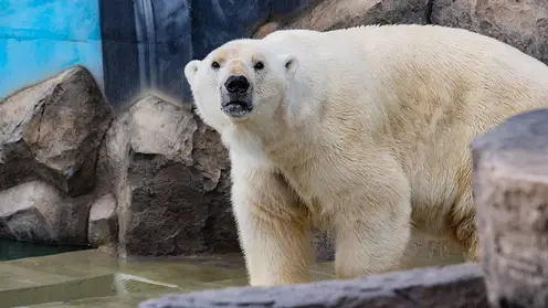 В красноярском парке «Роев ручей» построили стилизованный под Арктику вольер для белых медведей