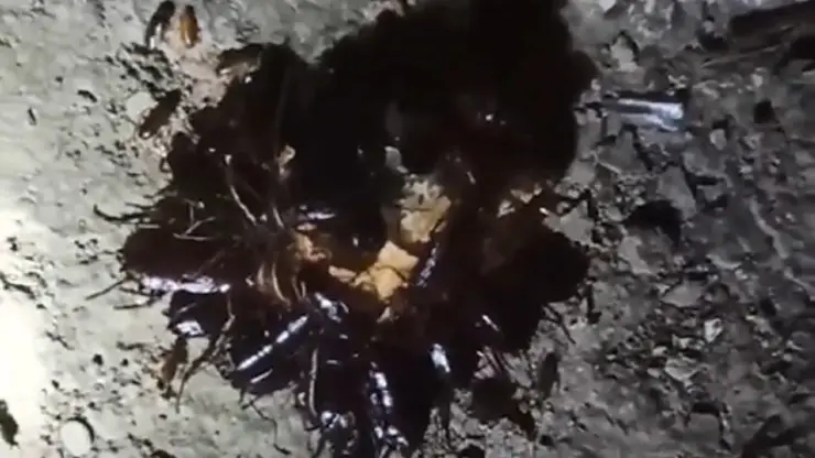 В Новосибирске большие черные тараканы поселились возле жилого дома