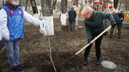 В Красноярском крае высадят более 111 тысяч деревьев в память о погибших в Великую Отечественную войну