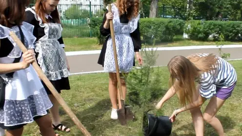 Красноярские  выпускники высадили деревья