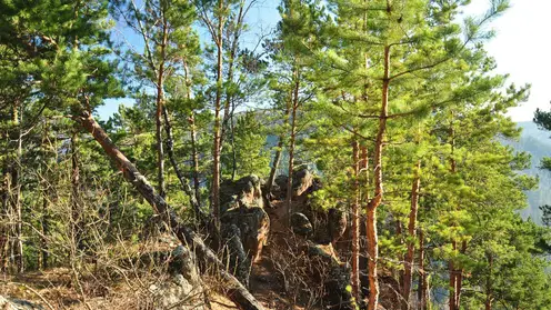 Содержание фтора в хвое красноярских лесов уменьшилось за последние 5 лет