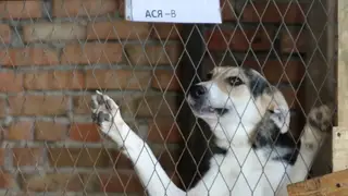 В Красноярске депутаты предложили внести изменения в закон о бродячих собаках