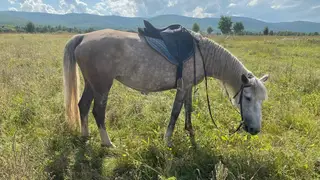 В Красноярском крае лошади покусали 6 человек