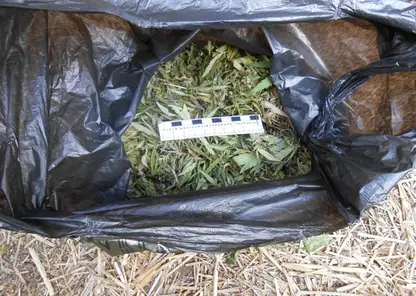 У жителя Минусинска изъяли более двух килограммов наркотиков
