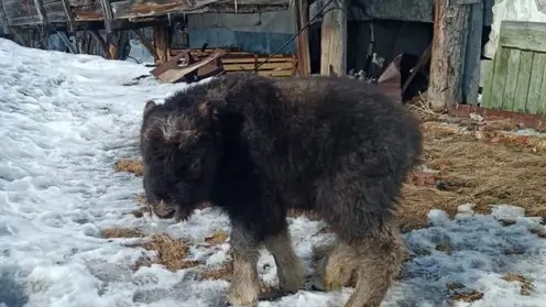 Спасенный детеныш овцебыка доставлен в Хатангу на первый осмотр к ветеринару