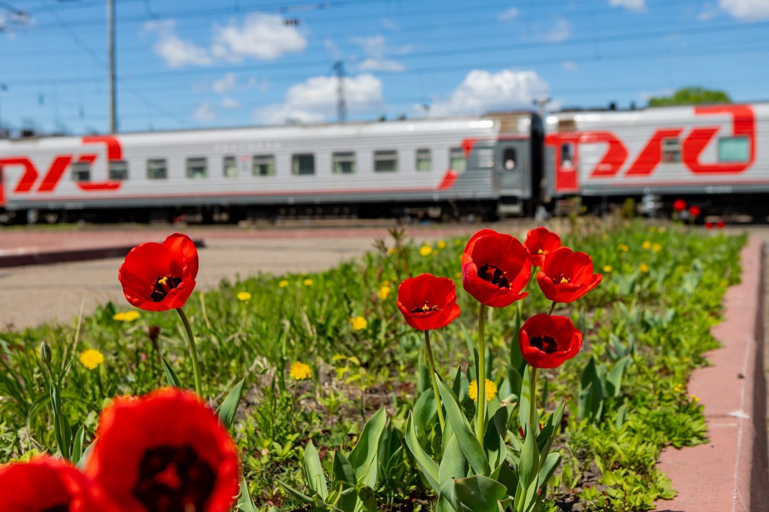 Ржд красноярск телефон. Железная дорога цветы. Поезд цветы. Экспресс дальнего следования. Цветок на железнодорожных путях.